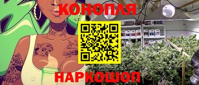 сатива Гай